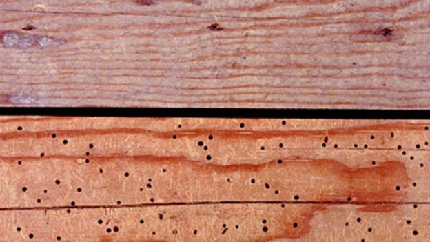 Come eliminare i tarli dal legno?